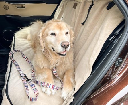 car seat covers for pet owners